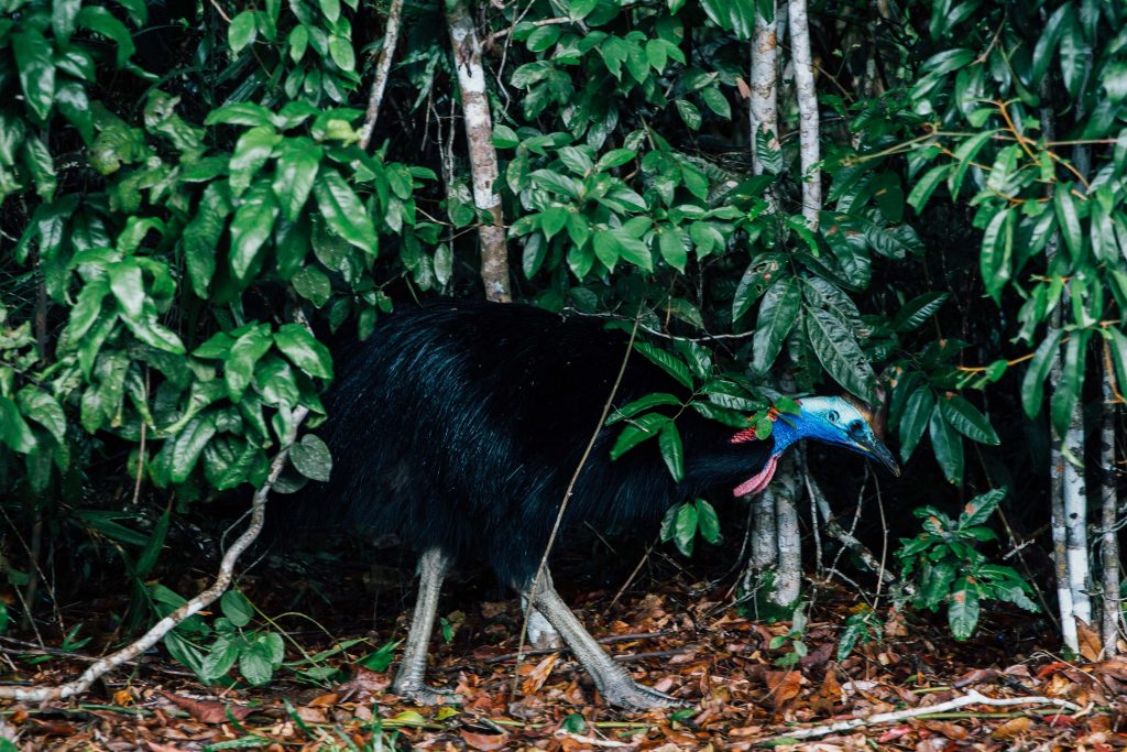 Things to do in the Daintree Rainforest- Cassowary