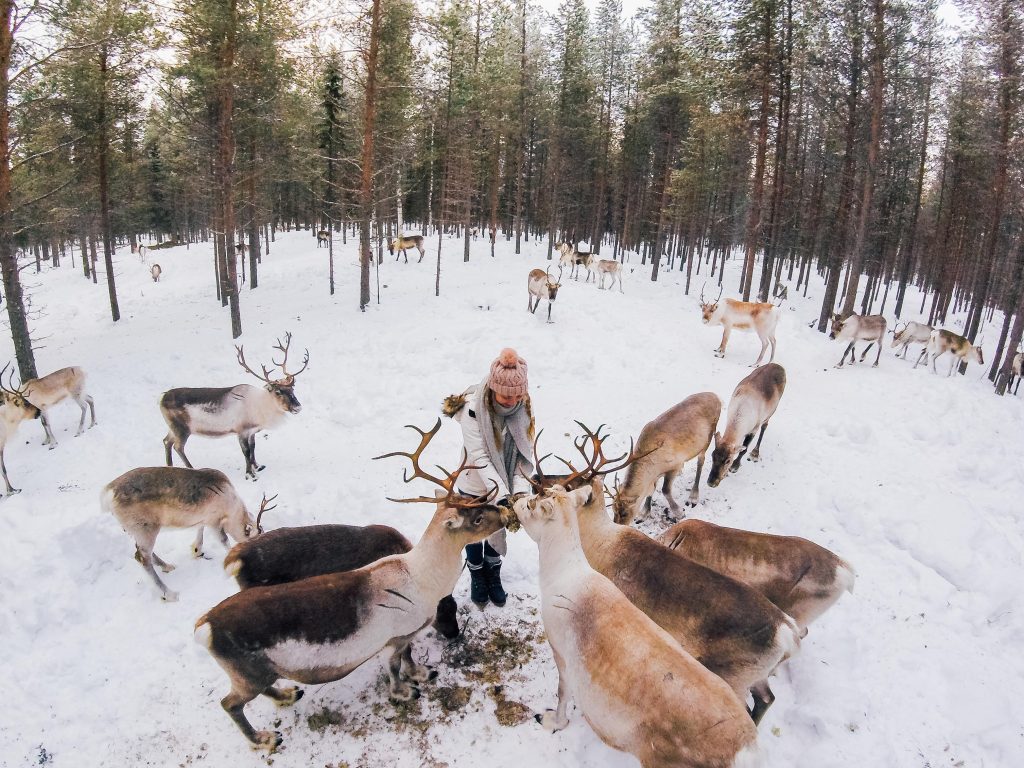 Reindeer Park Finland