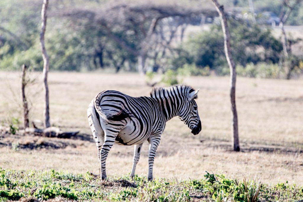 south africa safari tips