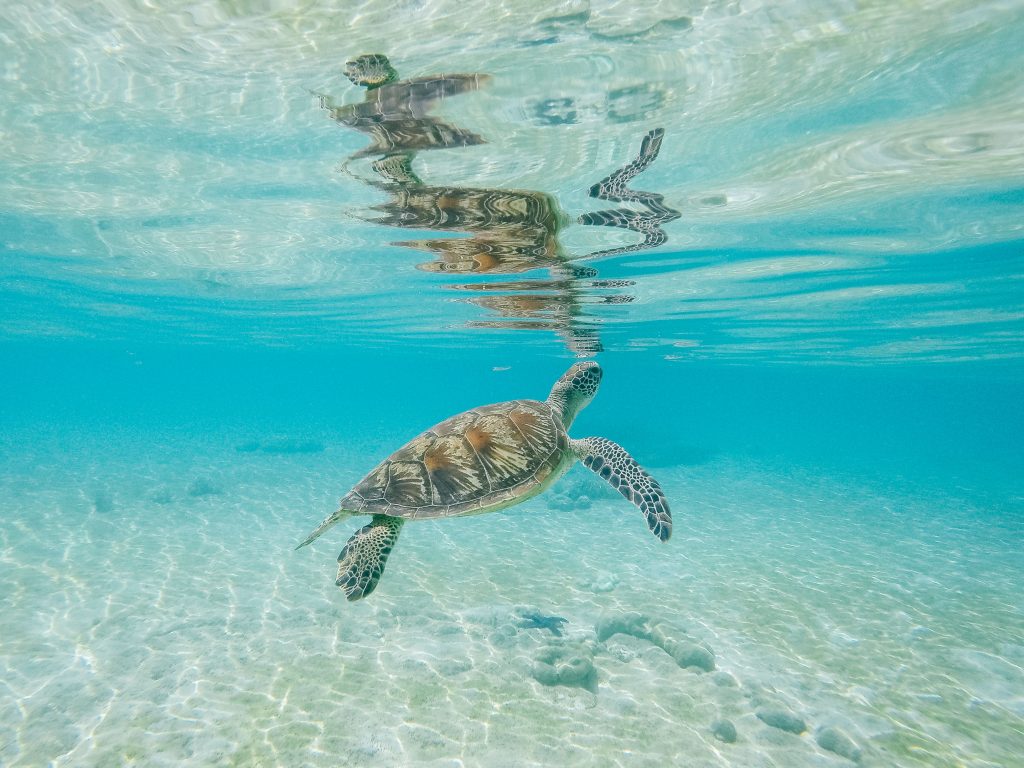 Things to do in the Daintree Rainforest- Great Barrier Reef