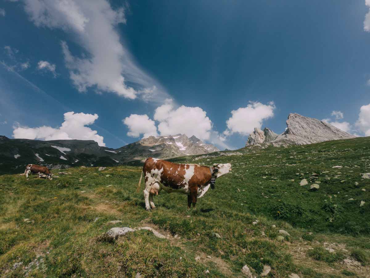 Tour du Mont Blanc Guided Hiking Tour TMB