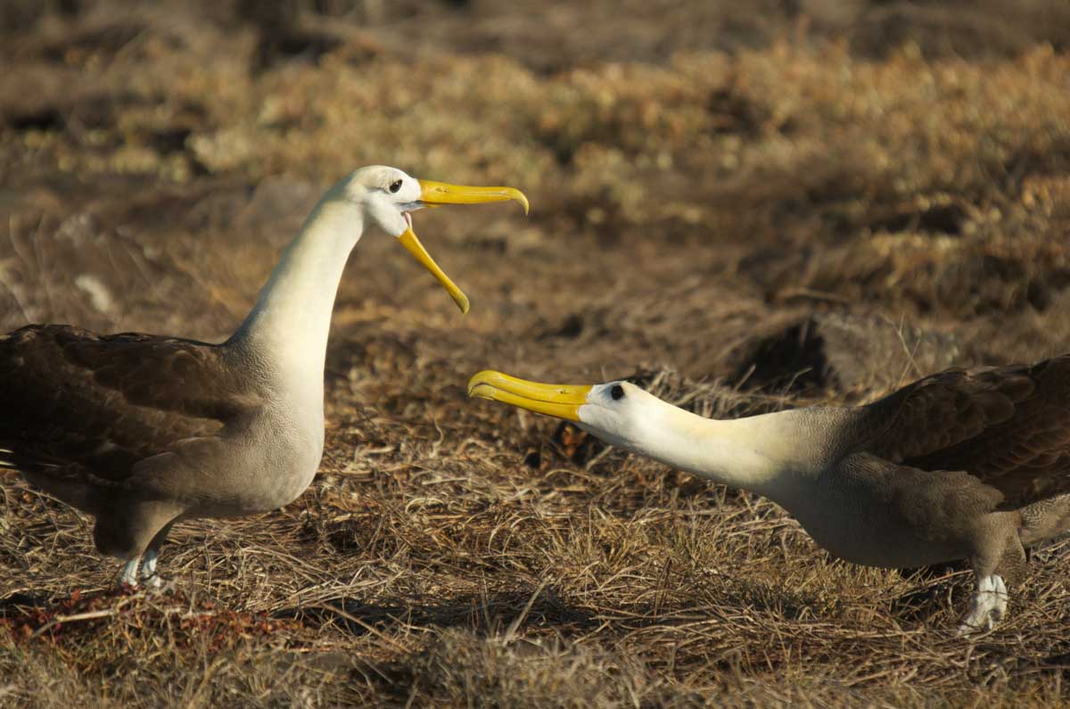 Best Galapagos Islands to Visit: Espanola Island- Waved Albatross
