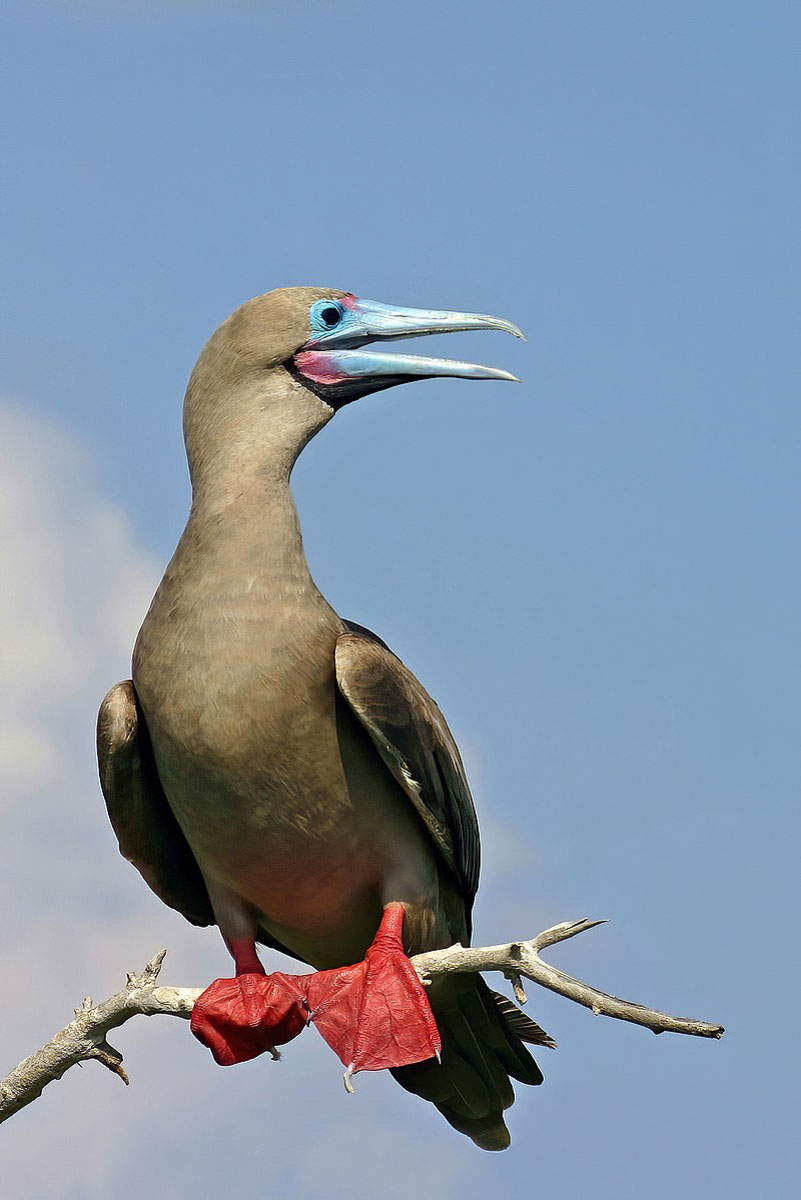 Best Galapagos Islands to Visit: Genovesa Island- Red-footed Boobies