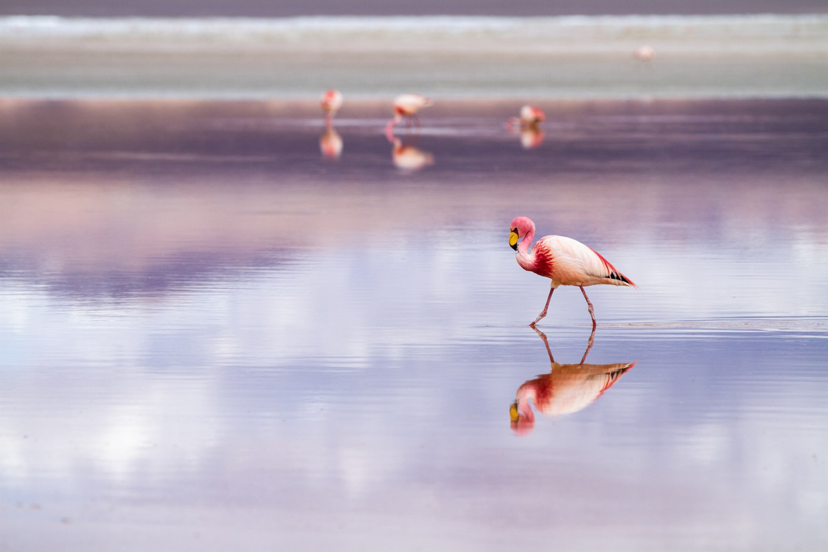 Best Galapagos Island to Visit: Santa Cruz Island- Flamingo
