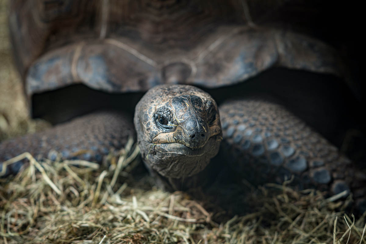 Best Islands in Galapagos to Visit: Isabela Island- Galapagos tortoise