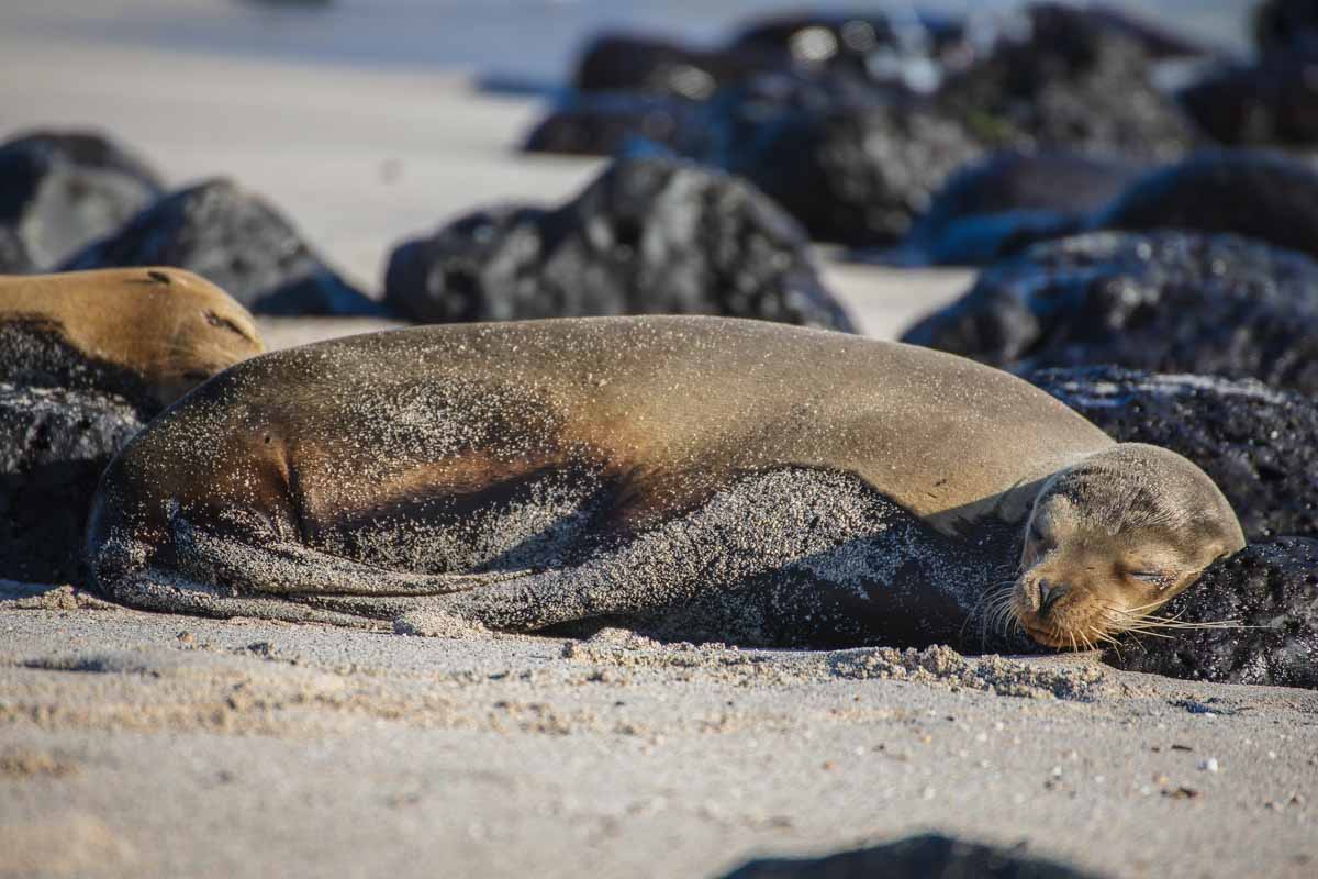 Best Galapagos Islands to Visit: Santiago Island- Galapagos fur seal
