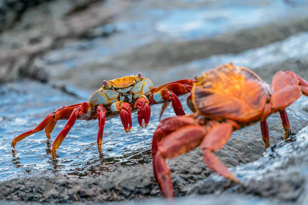 Best Islands to Visit in Galapagos: Floreana Island- Sally Lightfoot Crabs