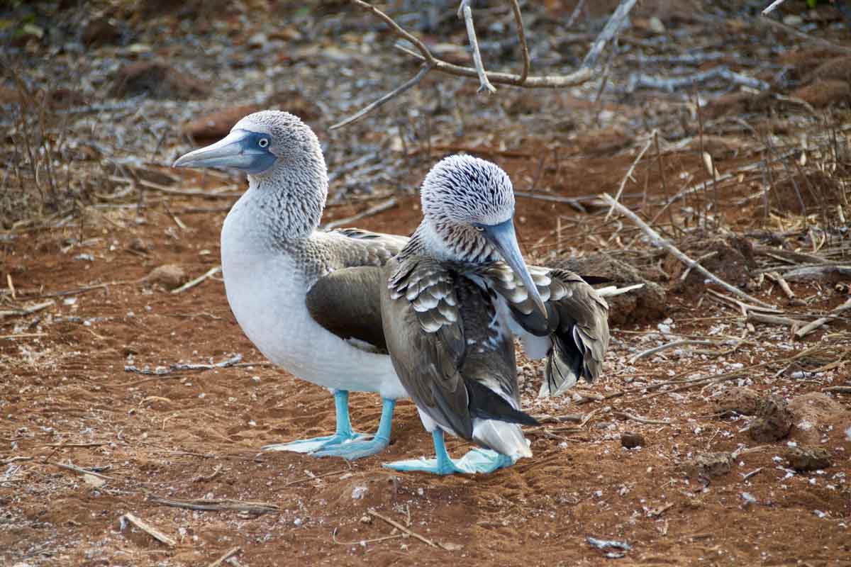 Galapagos: Which Islands to Visit- Baltra Island- Blue-footed Boobies