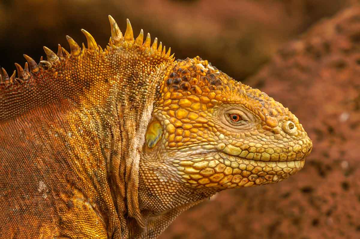 Best Galapagos Islands to Visit: Santa Fe Island- Barrington land iguana