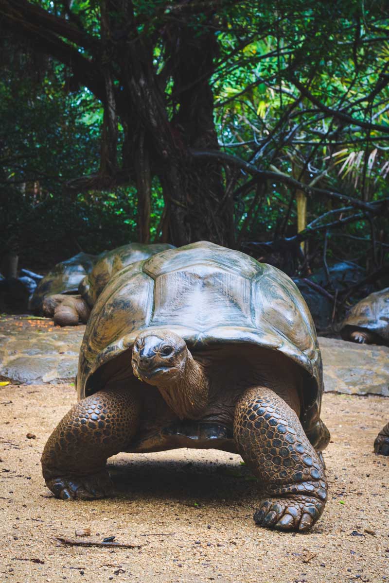 Best islands in the Galapagos: Galapagos Tortoise