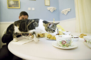 Instagrammable Cafes in London: Lady Dinah's Cat Emporium