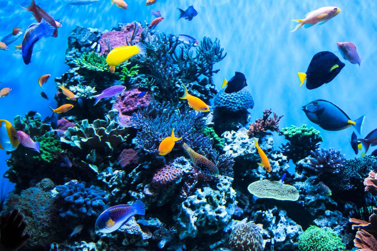 Palma Aquarium: The Best Attraction in the Balearic Islands