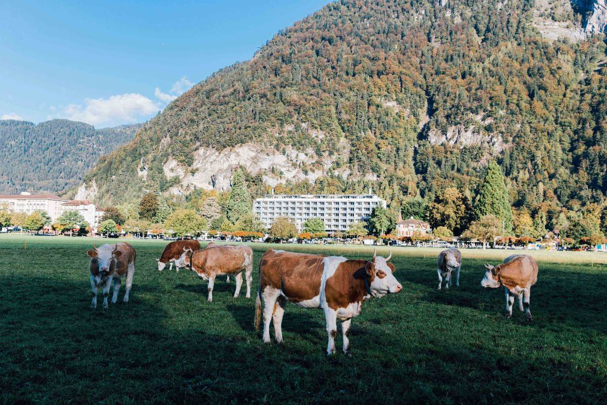 How to Get a Visa for Switzerland: Everything You Need to Know