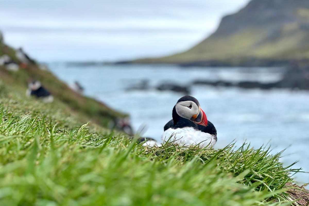 Best places to see puffins in Iceland
