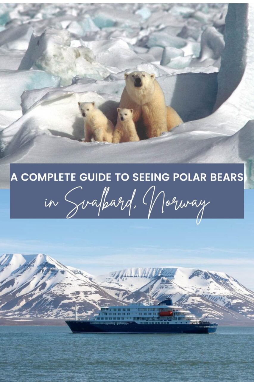 A Complete Guide to Seeing Polar Bears in Svalbard, Norway (2026)