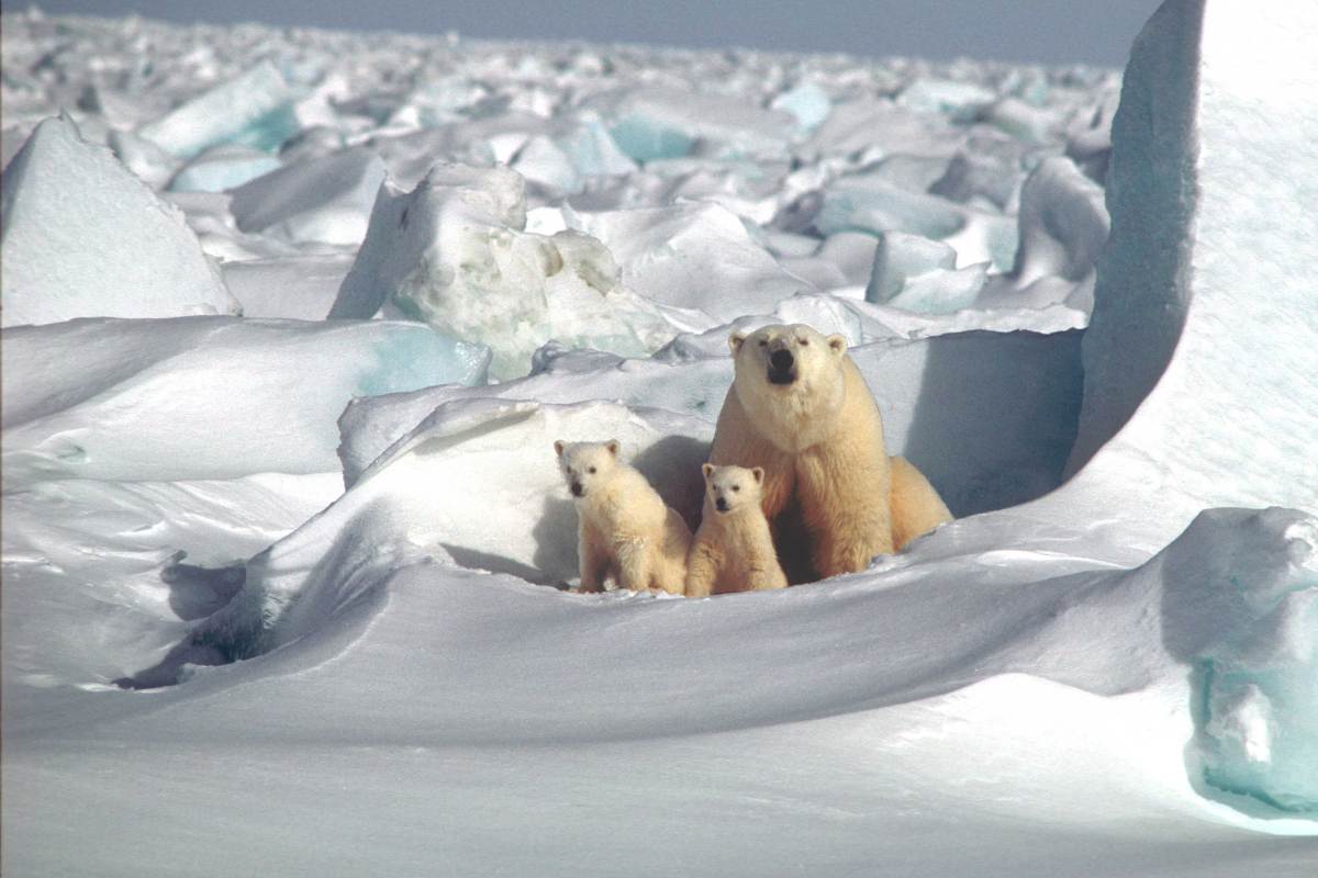 A Complete Guide to Seeing Polar Bears in Svalbard, Norway (2026)