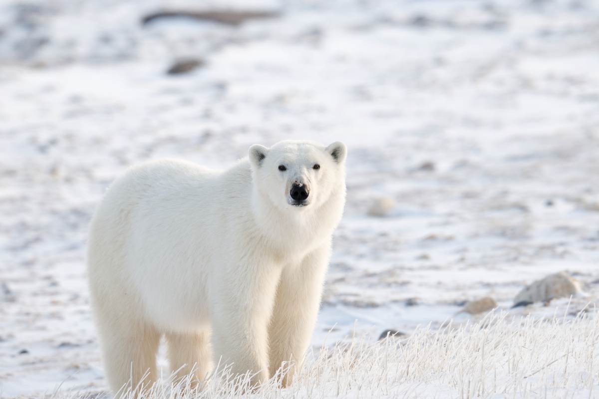 A Complete Guide to Seeing Polar Bears in Svalbard, Norway (2026)