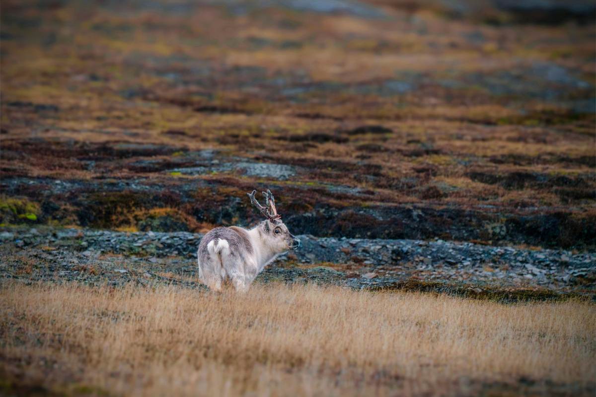 A Complete Guide to Seeing Polar Bears in Svalbard, Norway (2026)
